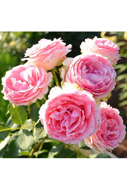 Бутони троянди First Lady біло-рожеві